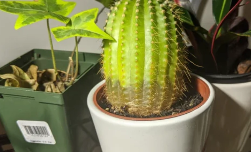 仙人掌爛根處理