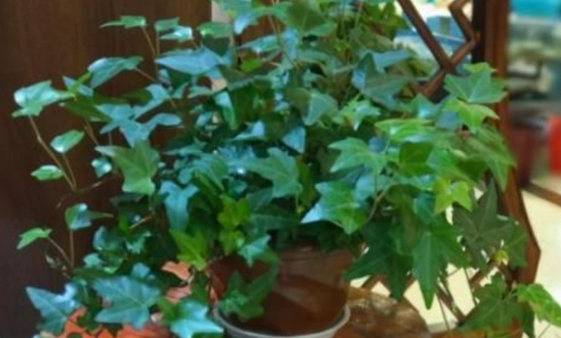 植物悶根