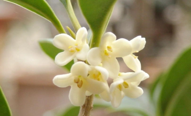 桂花花期管理 桂花花期管理