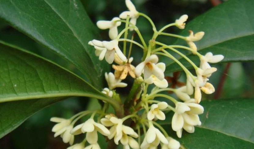 桂花種植方法 桂花種植方法
