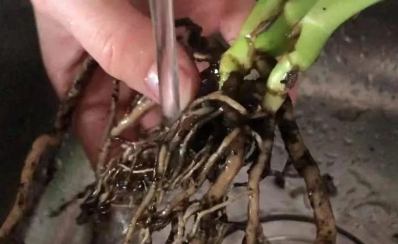 爛根處理 爛根處理