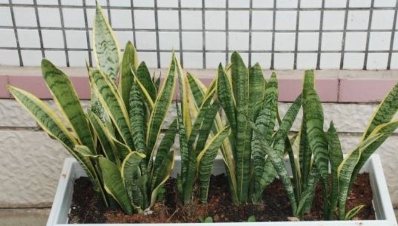 虎尾蘭土壤調整 虎尾蘭土壤調整