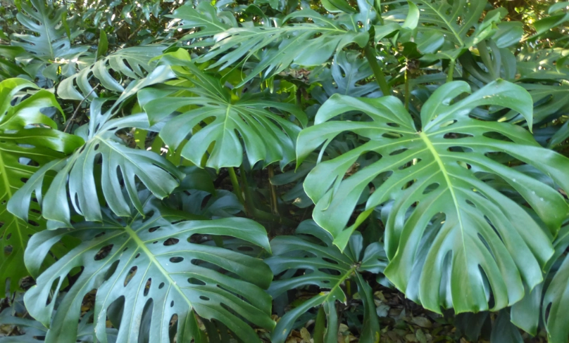 半日照植物養護 半日照植物養護