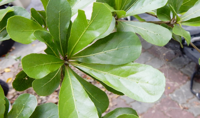 小葉欖仁種植