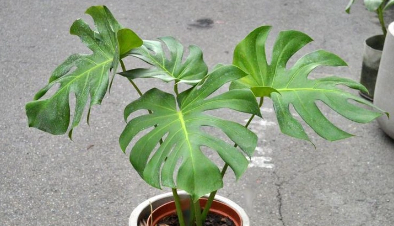 龜背芋光照需求 龜背芋光照需求