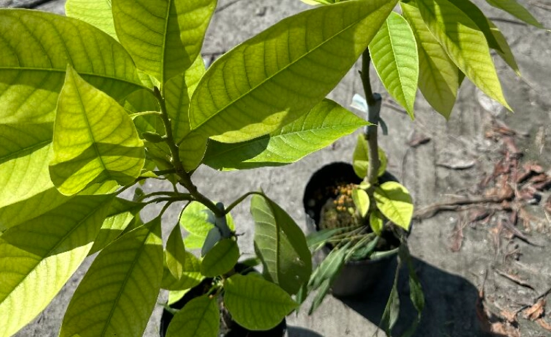 玉蘭花病害防治 玉蘭花病害防治