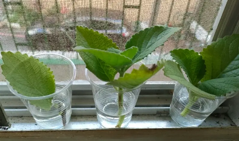 魚菜共生 魚菜共生