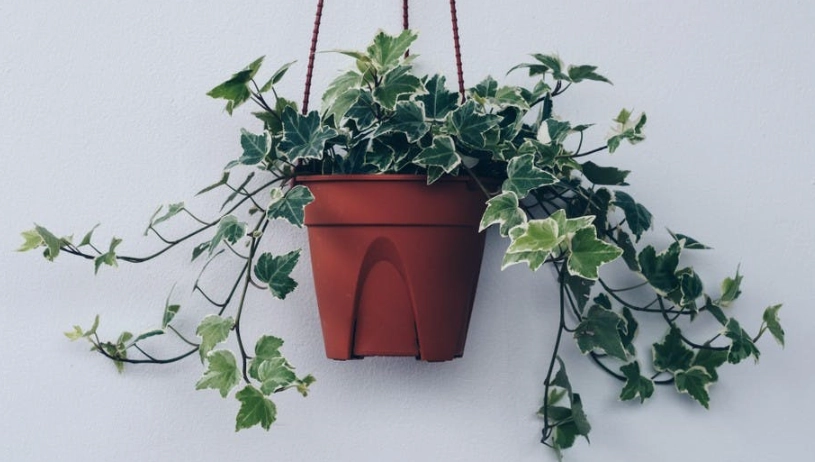 貓咪植物中毒 貓咪植物中毒