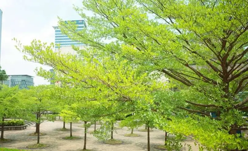 小葉欖仁