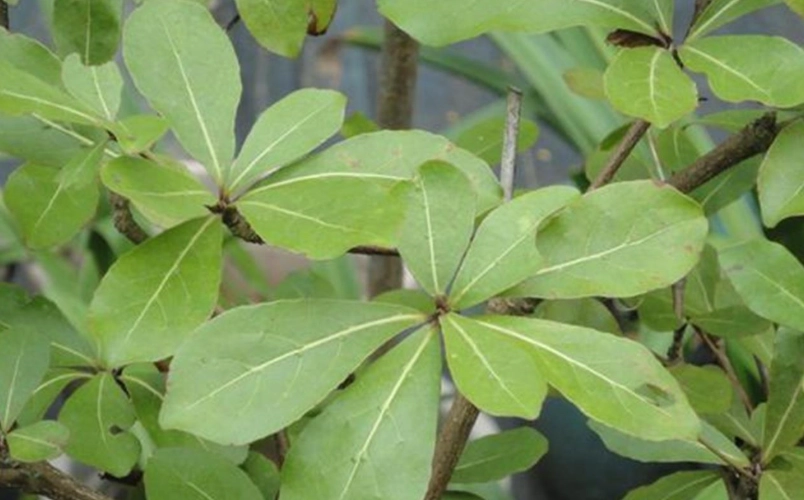 小葉欖仁種植