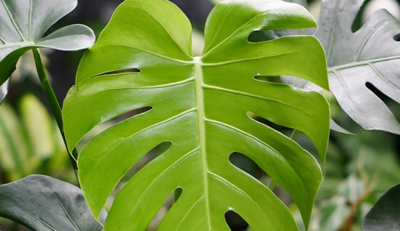 龜背芋光照需求 龜背芋光照需求