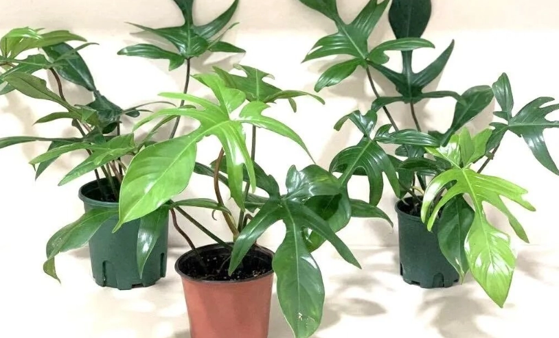 居家植物佈置 居家植物佈置