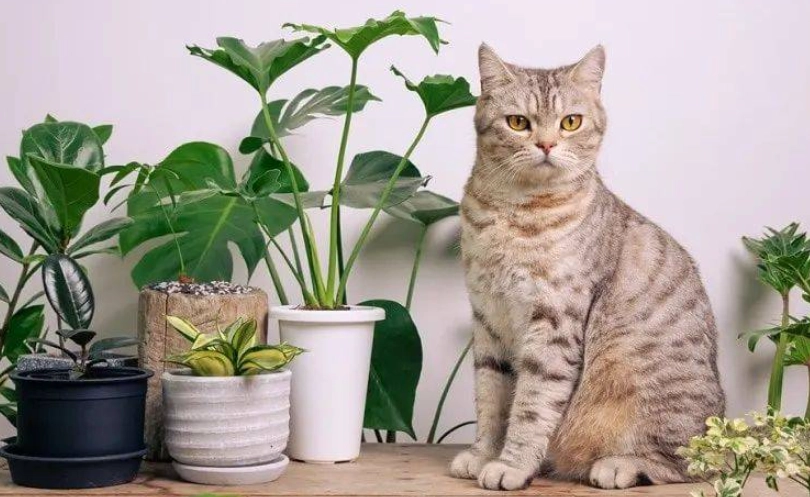 貓安全植物 貓安全植物