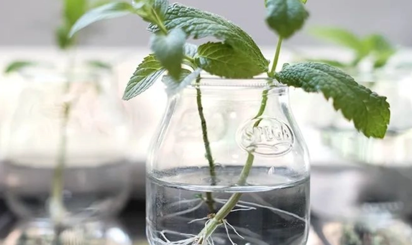 水培薄荷 水培薄荷