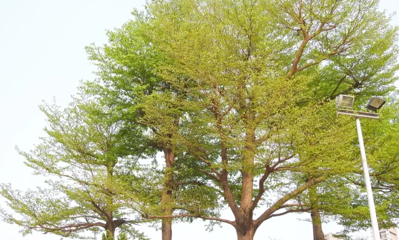 小葉欖仁