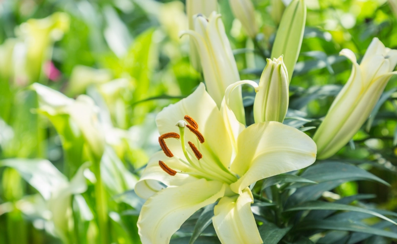 花語應用 花語應用