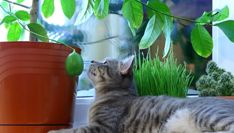 貓咪植物中毒 貓咪植物中毒