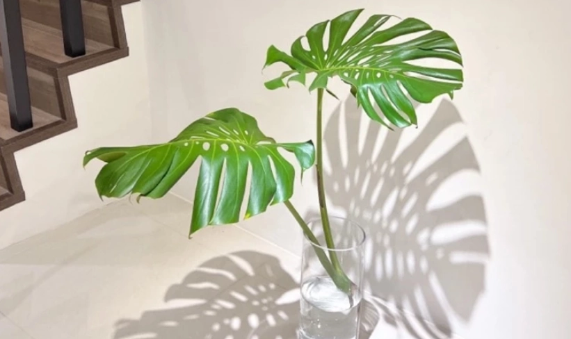 水培龜背竹