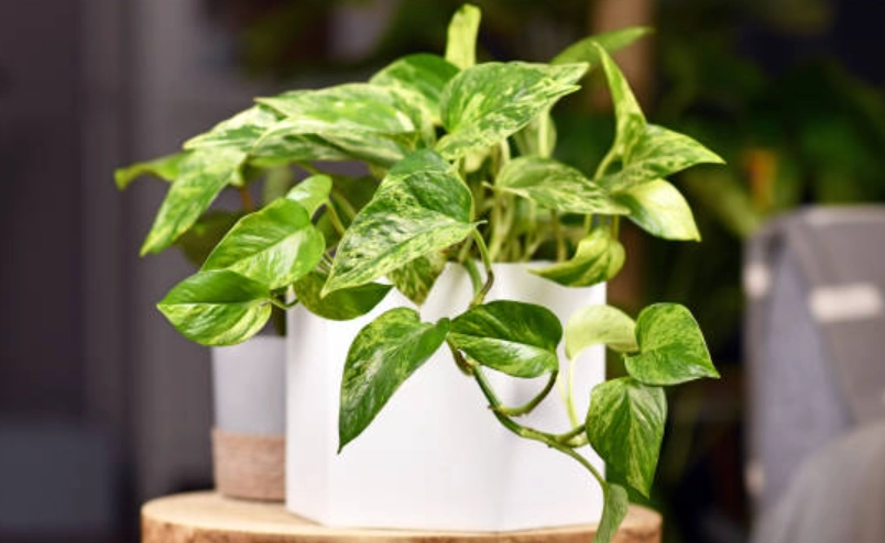 室內植物照顧 室內植物照顧