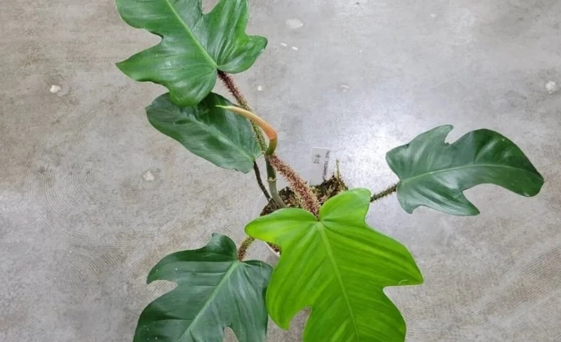 熱帶觀葉植物推薦 熱帶觀葉植物推薦