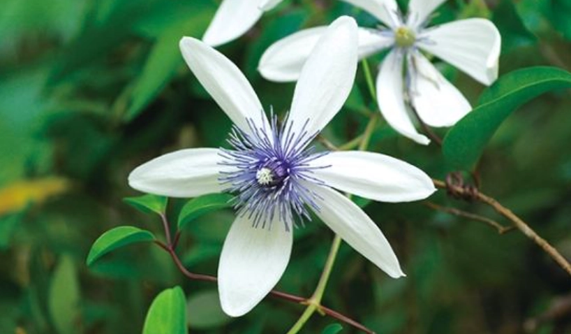 冷門花語 冷門花語