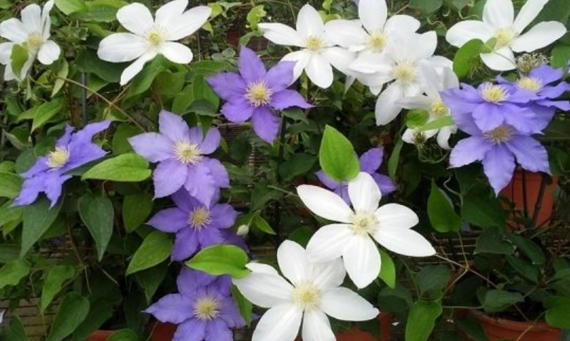 冷門花語 冷門花語