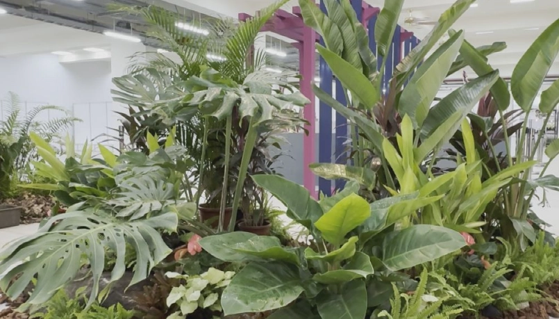 打造居家雨林感：熱帶觀葉植物挑選、照顧與佈置全指南