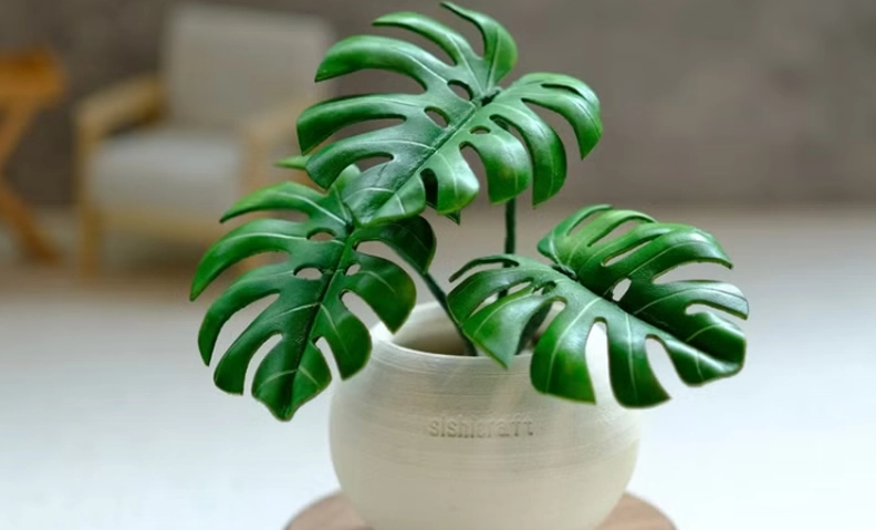 半日照植物養護 半日照植物養護