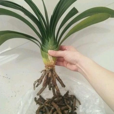 植物爛根長怎樣？教你一眼看穿根部求救訊號