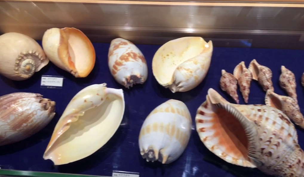 貝殼 海關申報