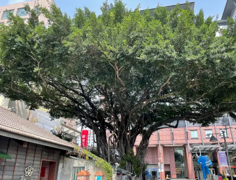 榕樹修剪方法 榕樹修剪方法