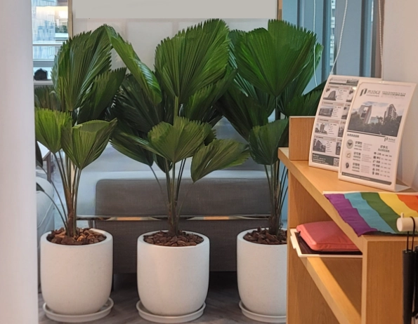 植物照顧終極指南：從零開始，養出健康茂盛的室內植栽