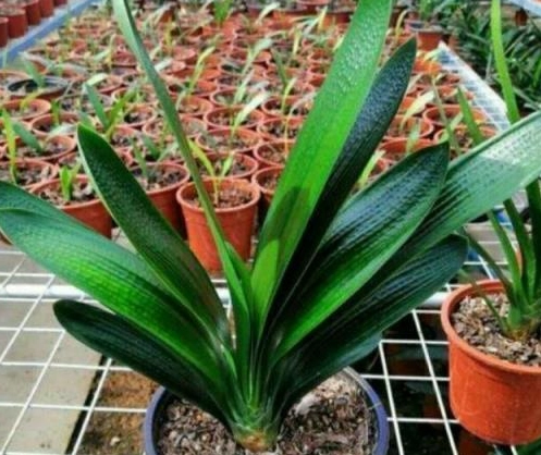 植物爛根原因 植物爛根原因