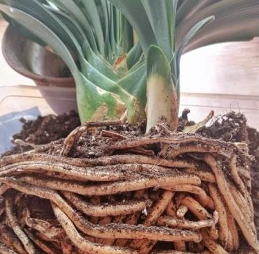 爛根處理方法 爛根處理方法