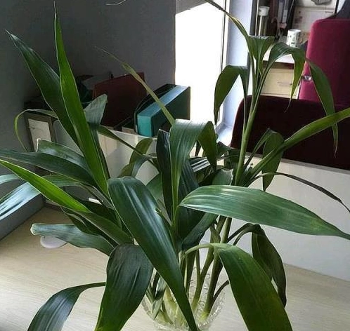 爛根處理方法 爛根處理方法