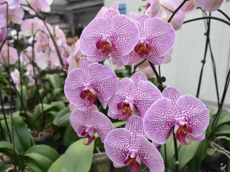 蘭花催花方法