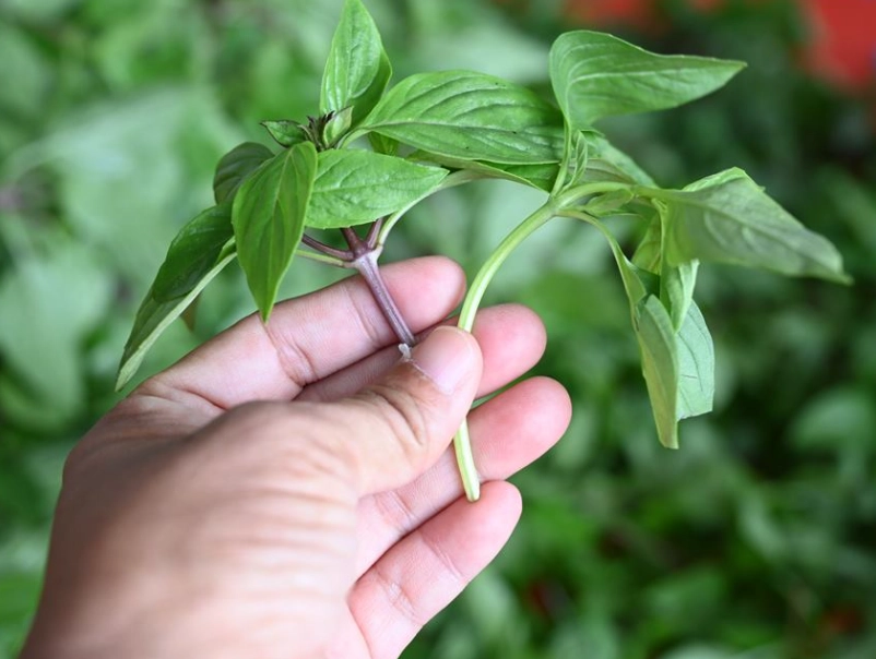 羅勒病害防治 羅勒病害防治