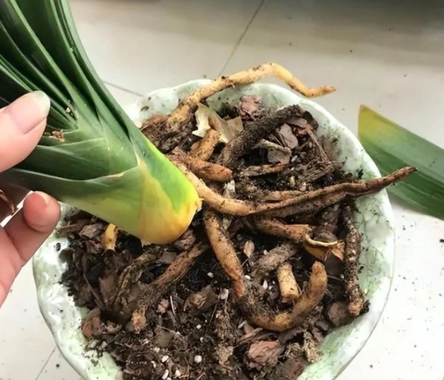 植物爛根原因 植物爛根原因
