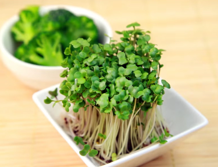 青花椰苗 種植 青花椰苗 種植