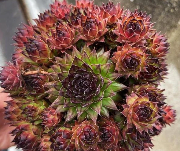 開花多肉植物 開花多肉植物
