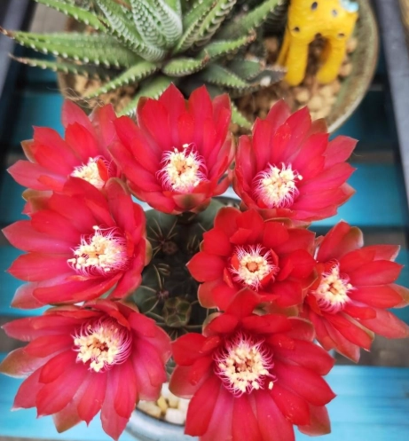 開花多肉植物 開花多肉植物