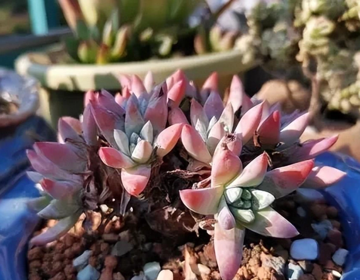 多肉植物開花照顧 多肉植物開花照顧