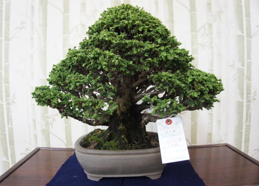 盆栽養護 盆栽養護