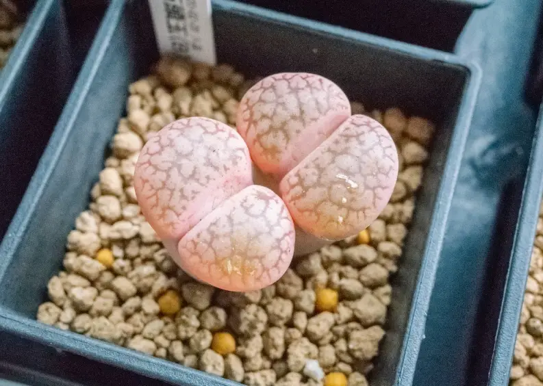 生石花化水處理 生石花化水處理