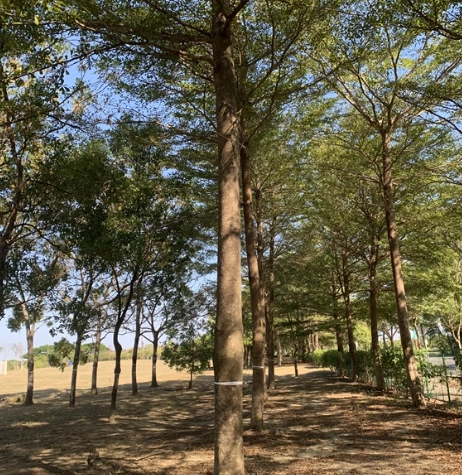 小葉欖仁樹景觀應用 小葉欖仁樹景觀應用