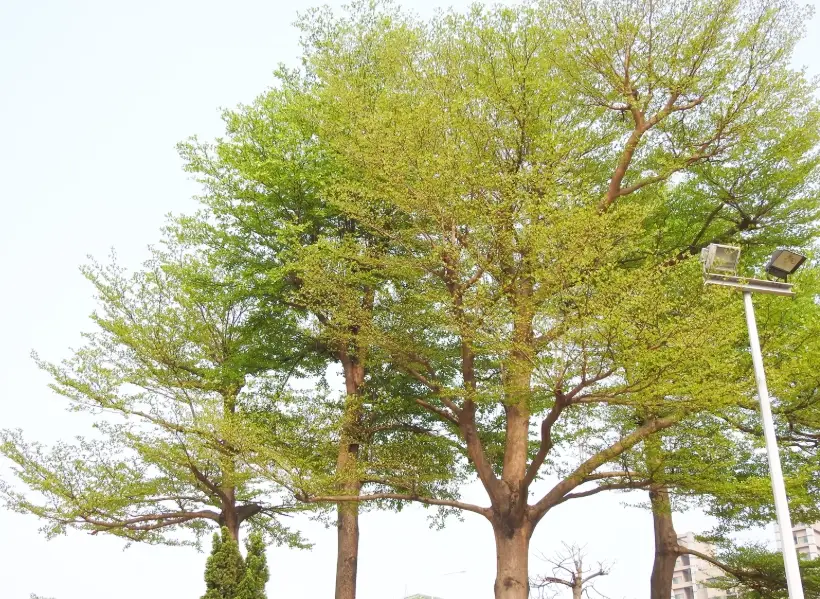 小葉欖仁樹種植 小葉欖仁樹種植
