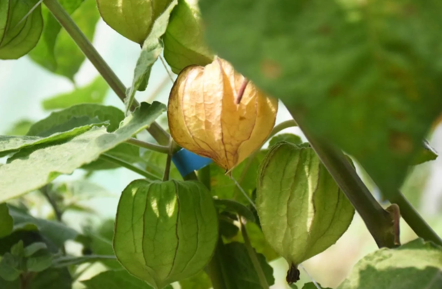 燈籠果種植 燈籠果種植