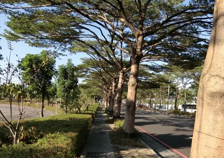 小葉欖仁樹種植 小葉欖仁樹種植