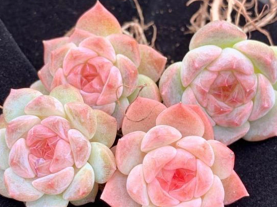 多肉植物開花照顧 多肉植物開花照顧