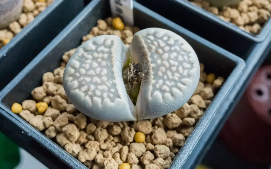 多肉植物化水 多肉植物化水